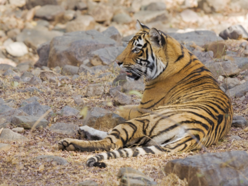 File image of a tiger. [Shutterstock.]
