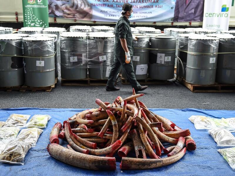 A member of a wildlife personnel team walks past containers with seized ivory tusks before the ivory was destroyed at the Kualiti Alam Waste Management centre in Port Dickson on April 30, 2019.  Mohd RASFAN / AFP