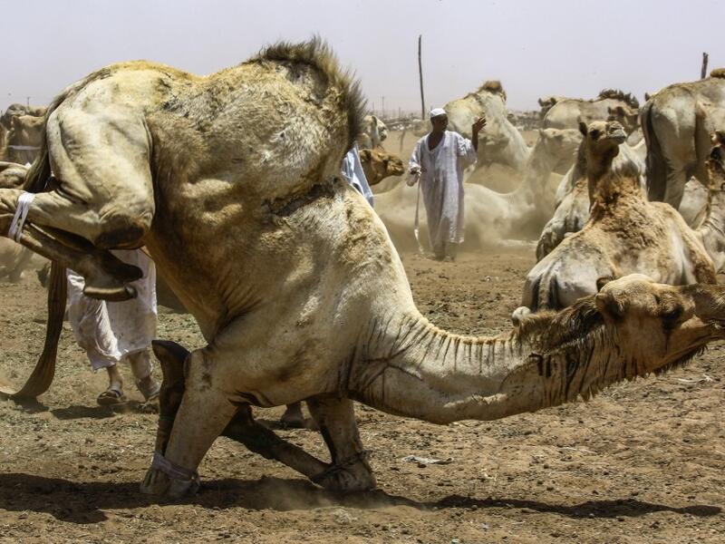 A camel struggles with bondage rope at El-Molih camel market west of the Sudanese capital's twin city of Omdurman  ASHRAF SHAZLY / AFP