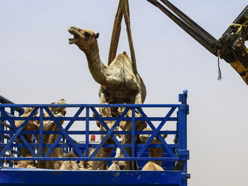A mobile crane lifts a camel to be loaded into a waiting truck headed to the border with Egypt where the animal was meant to be sold, at El-Molih camel market west of the Sudanese capital's twin city of Omdurman  ASHRAF SHAZLY / AFP
