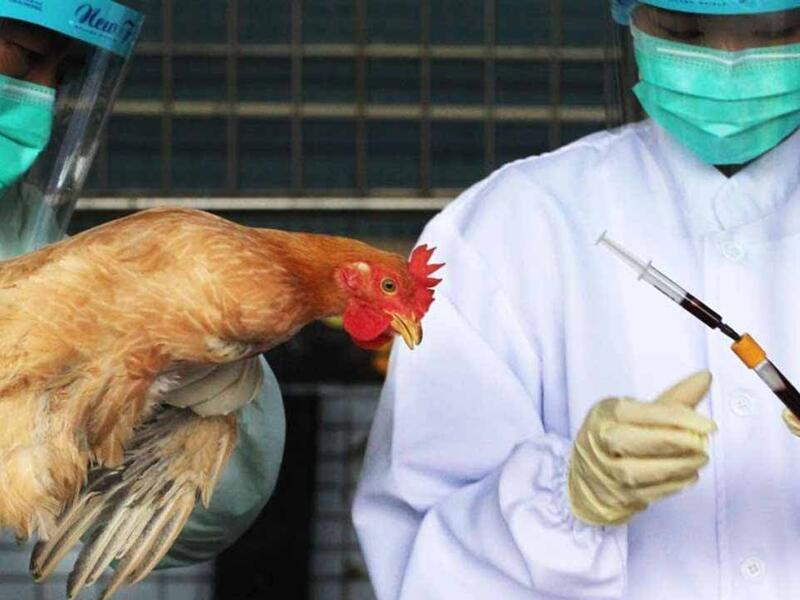 تفشت إنفلونزا الطيور في آسيا، وأفريقيا، وأمريكا الشمالية، وأجزاء من أوروبا. لدى معظم الأشخاص الذين ظهرت عليهم أعراض مرض إنفلونزا الطيور اتصال بالطيور المريضة. وفي حالات قليلة، انتقلت إنفلونزا الطيور من شخص إلى آخر. تم الإبلاغ عن حالات بشرية متقطعة فقط منذ عام 2015.