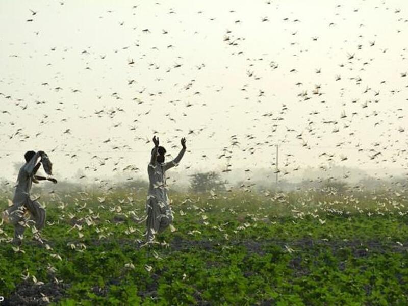 تحديد مادة كيميائية يمكن استخدامها كطعم لصيد أسراب الجراد