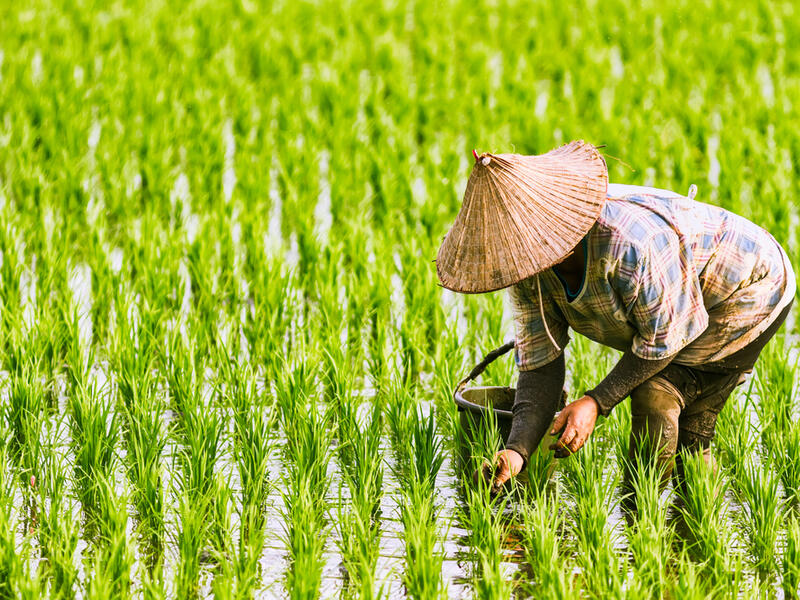Wheat prices also remained under downward pressure, reflecting ample export availabilities, but those of rice edged up, due to seasonal effects as well as concerns over the impact of weather on crops in Thailand.