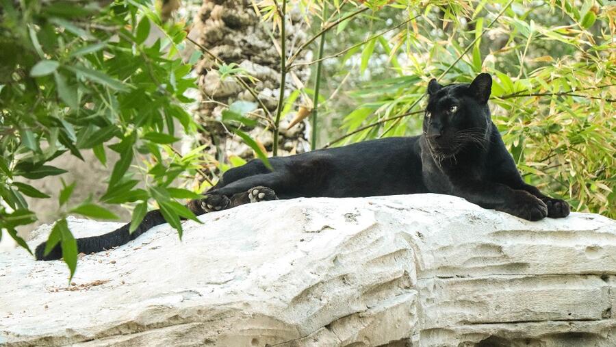 يتمتع النمر الأسود "جاكس"  بجاذبية ونجومية تشادويك بوزمان بطل فيلم “Black Panther” أثناء تغلبه على المصاعب في صحاري "واكاندا" الخيالية. 