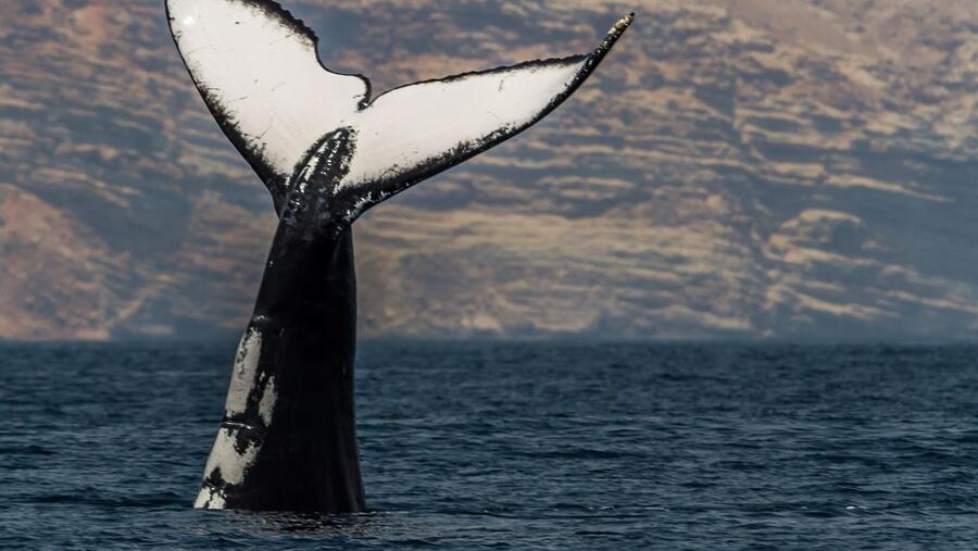 قامت جمعية البيئة العمانية بإنشاء محتوى رقمي هادف لمشاركته مع المجتمع يشمل رسوم بيانية، ومقاطع الفيديو، وكتيبات ومواد تثقيفية، وغيرها من الأنشطة التي يمكن تنفيذها عن بُعد باستخدام التقنيات الحديثة.