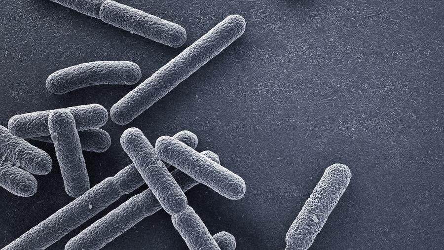 الخلايا البكتيرية منزوعة الكروموسوم منصات آمنة وقابلة لإعادة البرمجة لأغراض البيولوجيا التوليفية