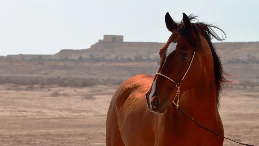 WCM-Q Research Helps Shed Light on Genetic Heritage of the Arabian Horse