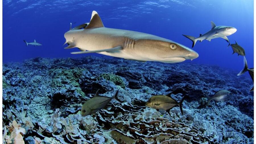 ناشونال جيوغرافيك أبوظبي تعرض الموسم الخامس من سلسلة خاص: القروش