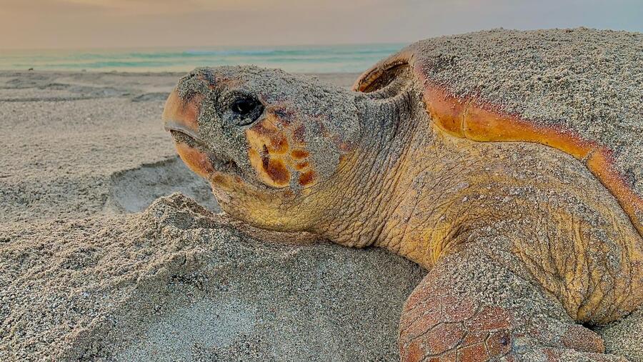 اليوم العالمي للسلاحف البحرية: مناسبة للتذكير بضرورة انقاذ السلاحف البحرية في عُمان