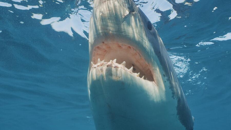 ناشونال جيوغرافيك وايلد تعلن عن موعد عرض "خاص: القروش!"