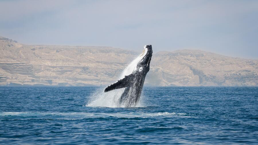 جمعية البيئة العُمانية تُصدر أطلس فريد من نوعه يسلط الضوء على الحيتان والدلافين في بحار السلطنة 
