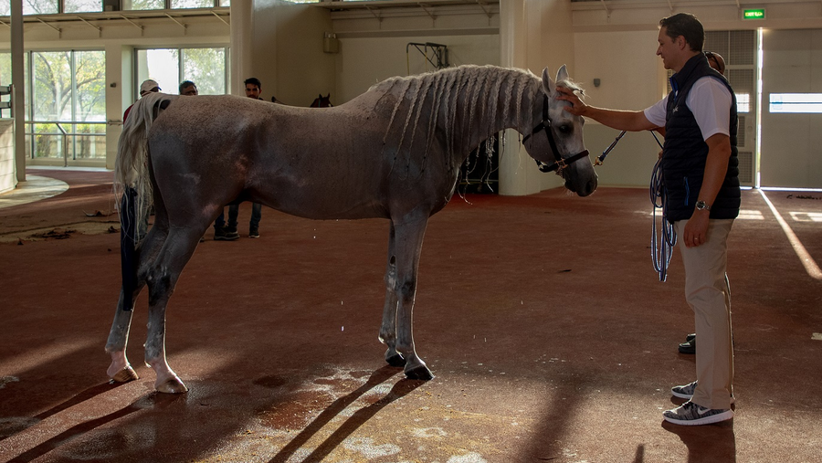 المركز الطبي البيطري للخيل يفوز بالجائزة الأولى في المؤتمر السنوي للكلية الأمريكية للطب البيطري الرياضي