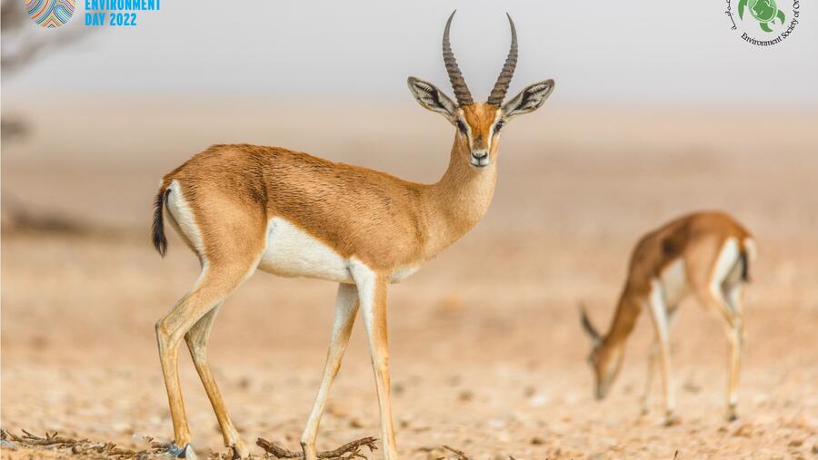 جمعية البيئة العُمانية تدعو الجميع إلى القيام بدورٍ فاعل من أجل الحفاظ على البيئة في سلطنة عُمان