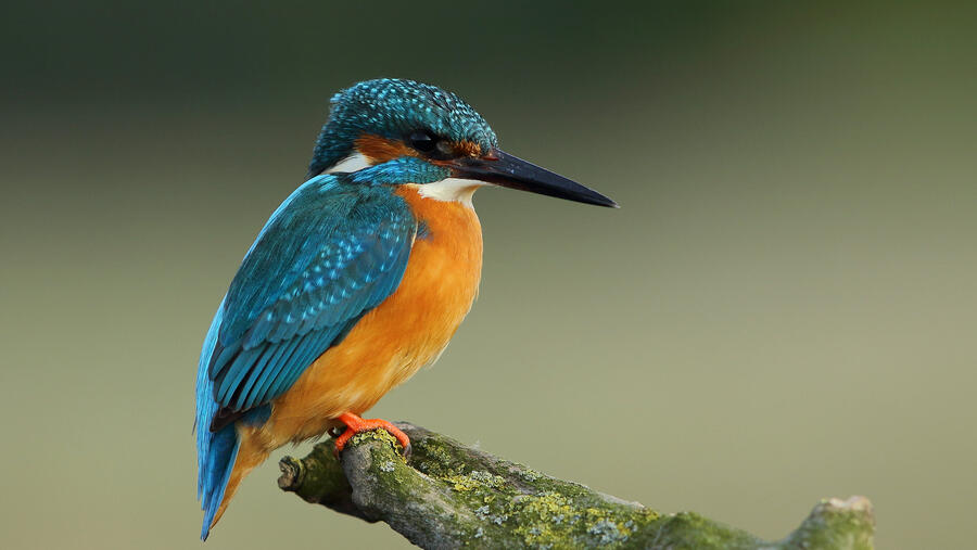 مبادلة تحتفل بيوم البيئة العالمي وتسلط الضوء على جهودها لحماية البيئة محلياً وعالمياً