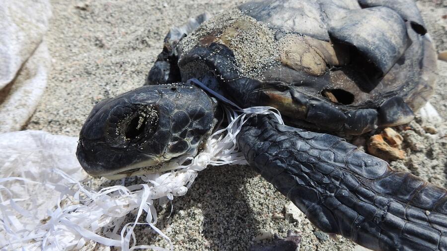 جمعية البيئة العُمانية تواصل جهودها لحماية مواقع تعشيش السلاحف في جزيرة مصيرة من مخاطر مخلفات شباك ومعدات الصيد