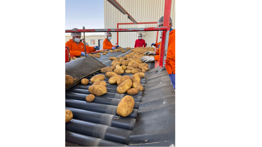 ايليت أجرو تجعل سوق المنتجات الطازجة في دولة الإمارات أكثر استدامة وصديقاً للبيئة 