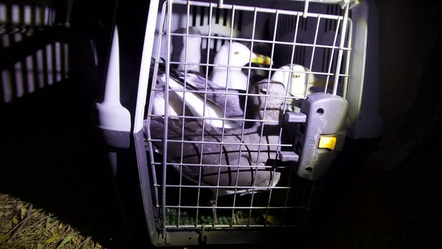 "بيئة ومحميات الشارقة" تُصادر 755 جهاز إصدار أصوات الطيور و10 طيور مهاجرة وتُحرّر 4 مخالفات 