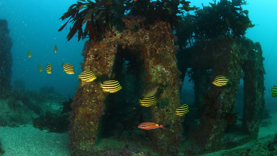 وقعت شركة هيونداي موتور مذكرة تفاهم مع كيانين حكوميين كوريين، هما وزارة المحيطات والثروة السمكيةMOF))، والوكالة الكورية لمصايد الأسماك (FIRA)، احتفالاً بيوم البستنة البحرية الحادي عشر.   تتضمن هذه الشراكة بين القطاعين العام والخاص توسيع الغابات البحرية في المناطق الساحلية الوطنية حيث تكون إزالة الغابات البحرية شديدة وإجراء أبحاث مشتركة لتأمين قاعدة بيانات كمية للاعتراف الدولي بالأعشاب البحرية كجزء من الكربون الأزرق الساحلي.  تعد نظم الكربون الأزرق البيئية إحدى آليات التخفيف من آثار تغير المناخ الواعدة، حيث 