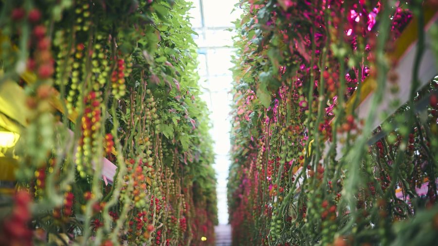 تويوتا تزرع الفراولة والطماطم الكرزية لدعم مبادرات مواجهة التغيُّر المناخي