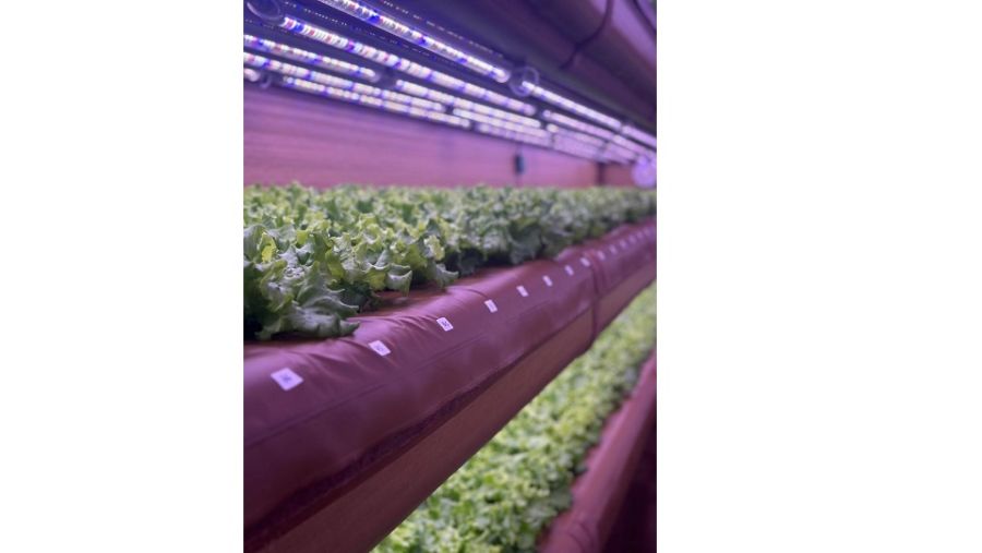 جامعة أبوظبي تفتتح أول مزرعة هوائية في حرمها الجامعي لدعم رؤية أبوظبي للتنمية المستدامة والتنويع الاقتصادي