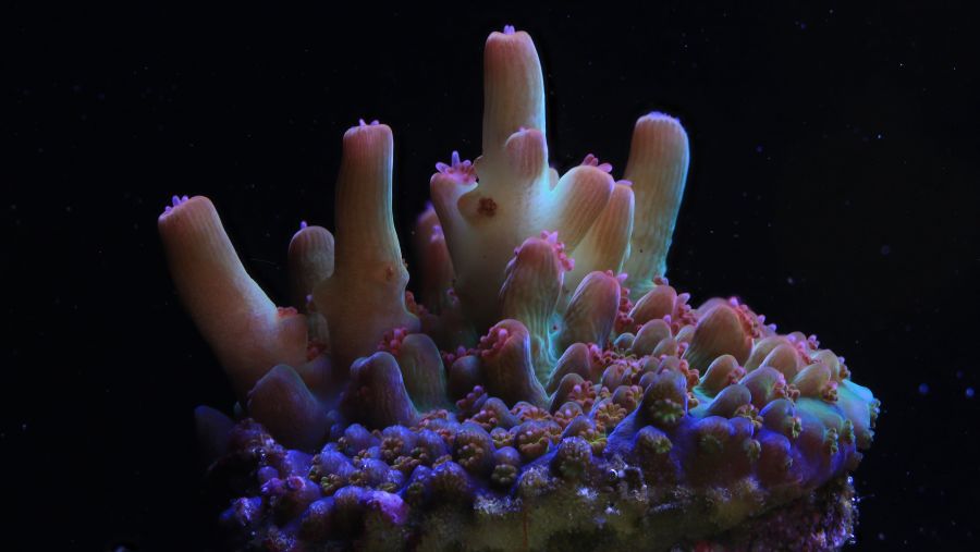 Canon Partners With Researchers To Restore Global Coral Reefs