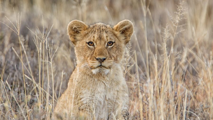 الإمارات للشحن الجوي تؤكد التزامها بمكافحة التجارة غير الشرعية بالأحياء البرية