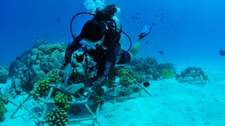 منتجعات فورسيزونز المالديف تزرع الإطار المرجاني رقم 9000 في خطوةٍ تاريخية للحفاظ على البيئة البحرية   