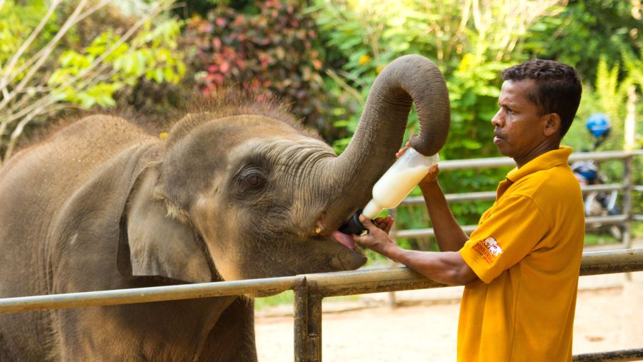 تعاون بين دناتا للسفريات وهيئة تنمية السياحة في سريلانكا لجذب مزيد من الزوّار من المنطقة