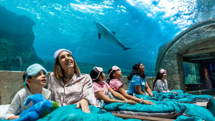 "سي وورلد جزيرة ياس، أبوظبي" تستضيف أكبر فعالية إقامة ليلية خلال شهر يونيو