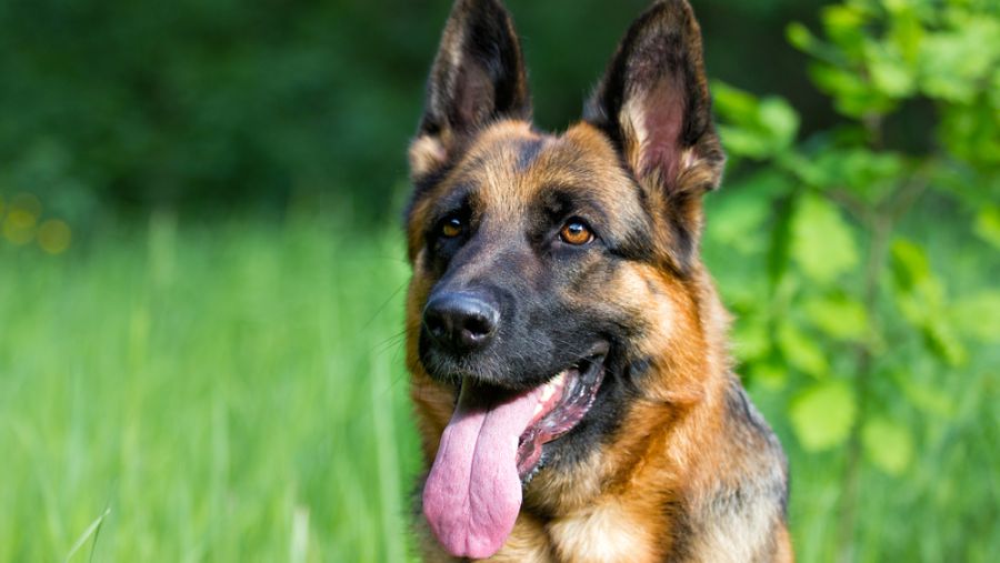 German shepherd dog 