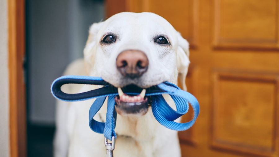 Dog waiting for a walk