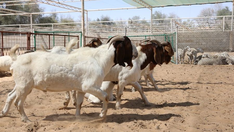 يوفر المركز لمربي الثروة الحيوانية من غير التجار 80 حظيرة بالمجان لعرض وبيع ما يمتلكونه من المواشي لزوار المهرجان الراغبين في شراء الذبائح طوال فترة المهرجان.

