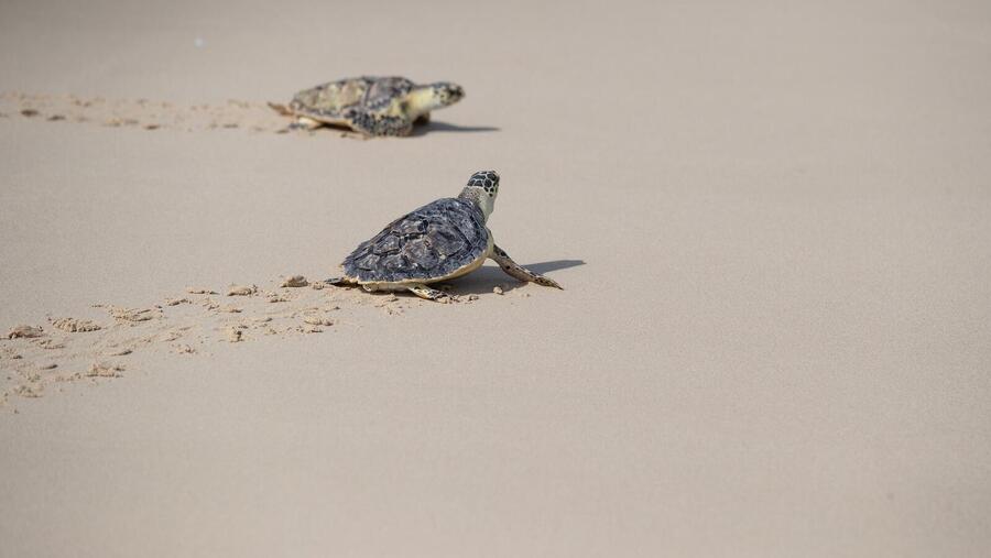 مجموعة جميرا تطلق 65 من سلاحف منقار الصقر إلى موئلها الطبيعي احتفالاً باليوم العالمي للسلاحف البحرية