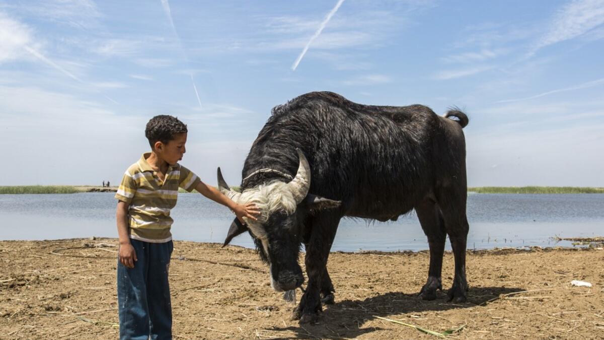 Thirty years after Saddam Hussein starved them of water, Iraq's southern marshes are blossoming once more thanks to a wave of ecotourists picnicking and paddling down their replenished river bends. Hussein FALEH / AFP