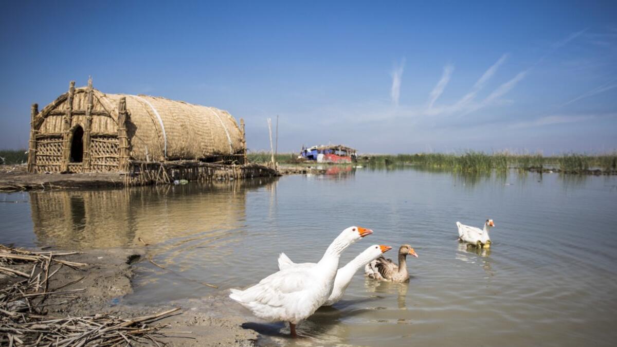 Thirty years after Saddam Hussein starved them of water, Iraq's southern marshes are blossoming once more thanks to a wave of ecotourists picnicking and paddling down their replenished river bends. Hussein FALEH / AFP