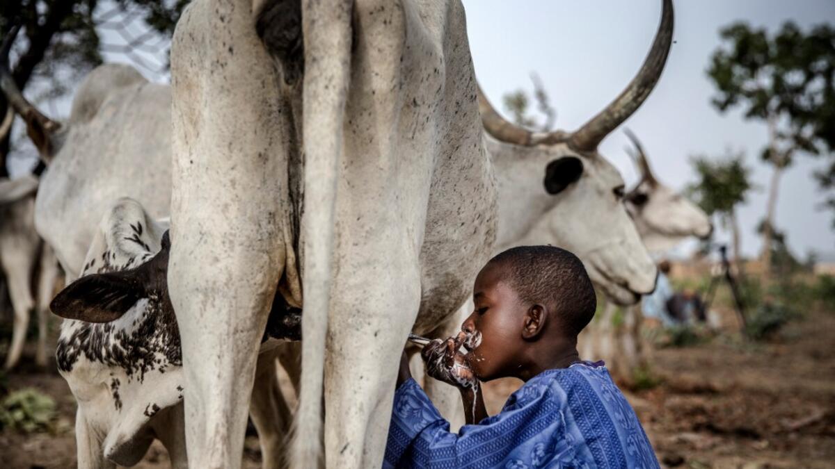 8-year-old Fulani boy Suleiman Yusuf drinks milk from a cow belonging to his father cattle near his family's house at Kachia Grazing Reserve, Kaduna State, Nigeria, on April 16, 2019. Luis TATO / AFP