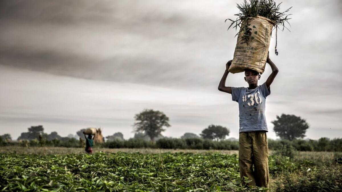 A Hausa Fulani farmer works at a farm in the outskirts of Sokoto, Sokoto State, Nigeria on April 22, 2019. Massive expansion of farming in Nigeria has cut access to grazing land for nomadic herders and fuelled persistent violence. Luis TATO / AFP
