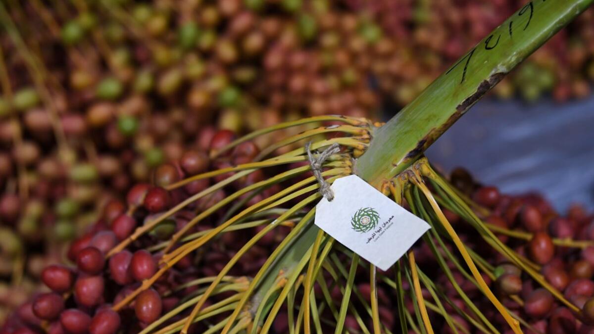 Dates are displayed during the annual Liwa Date Festival in the western region of Liwa on July 17, 2019. The Liwa Date Festival aims to preserve Emirati heritage, specifically palm trees and half-ripe dates, knows as "ratab", which are deep-rooted in the Gulf country's traditions. Karim SAHIB / AFP