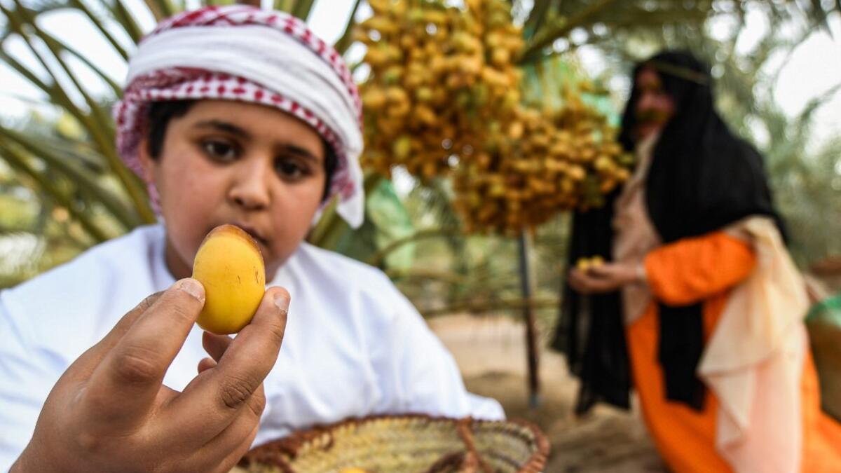 An Emirati holds up a freshly-picked date during the annual Liwa Date Festival in the western region of Liwa, south of Abu Dhabi on July 18, 2019. Karim SAHIB / AFP