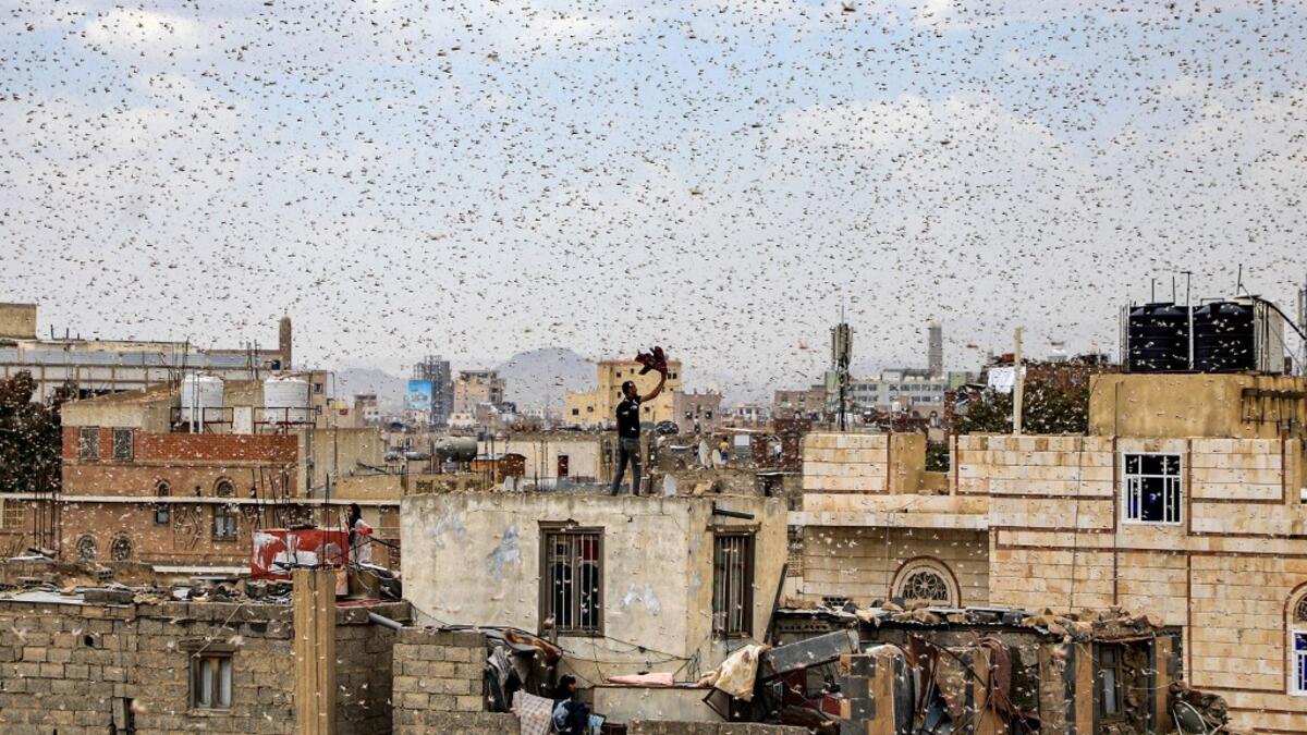 A man tries to catch locusts while standing on a rooftop as they swarm over the Huthi rebel-held Yemeni capital Sanaa on July 28, 2019.  Mohammed HUWAIS / AFP
