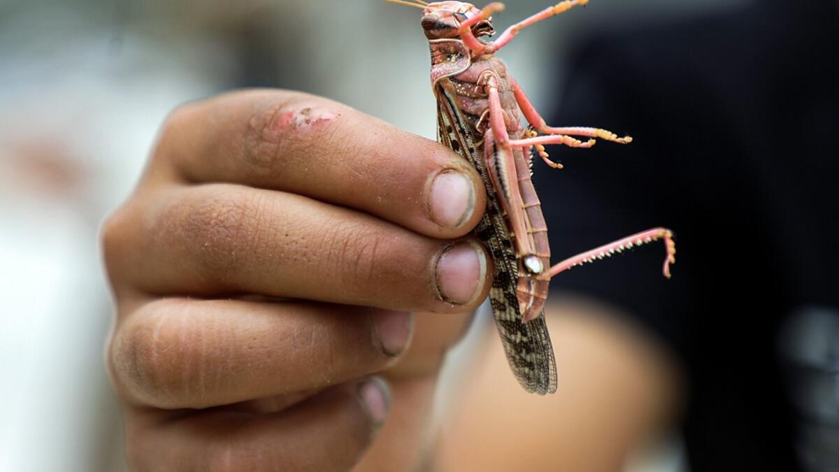 A boy holds a desert locust caught while swarming the sky over the Huthi rebel-held Yemeni capital Sanaa on July 28, 2019.  Mohammed HUWAIS / AFP