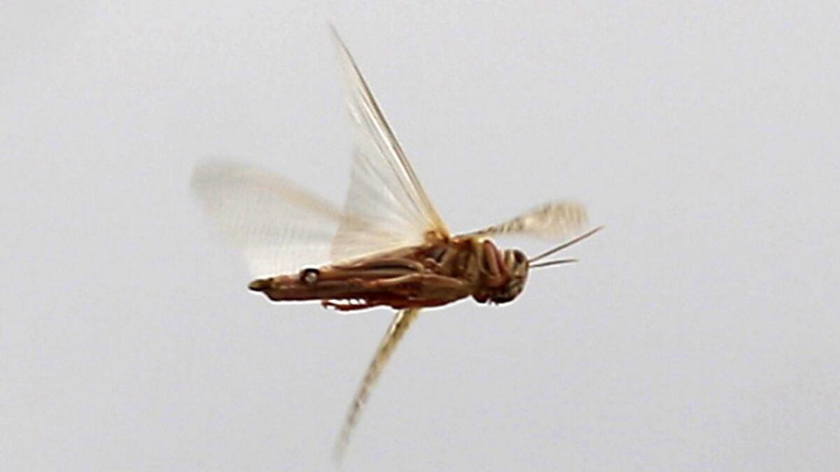 A locust flies during a swarming over the Huthi rebel-held Yemeni capital Sanaa on July 28, 2019.  MOHAMMED HUWAIS / AFP