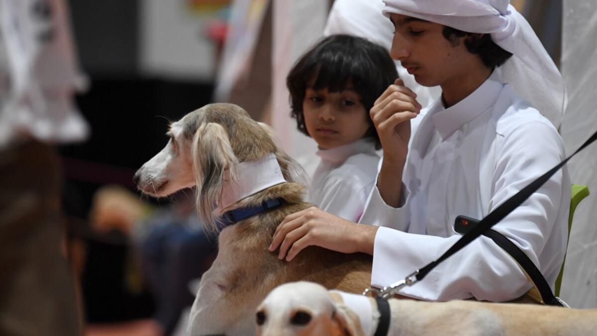 A boy pets Saluki dogs on leash at the Arabian Saluki beauty contest as part of the Abu Dhabi International Hunting and Equestrian exhibition (ADIHEX) in the UAE capital Abu Dhabi on August 31, 2019.  KARIM SAHIB / AFP