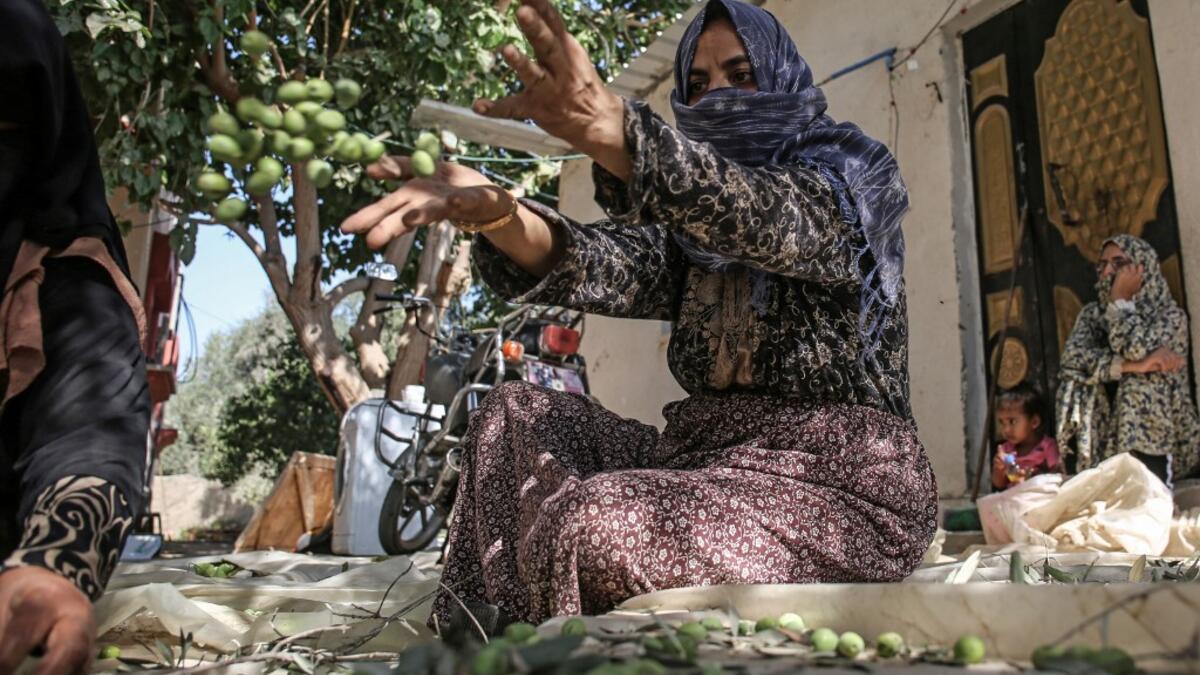 A Palestinian woman picks olives during harvest season at an olive grove in Khan Yunis in the southern Gaza Strip on October 6, 2019. SAID KHATIB / AFP