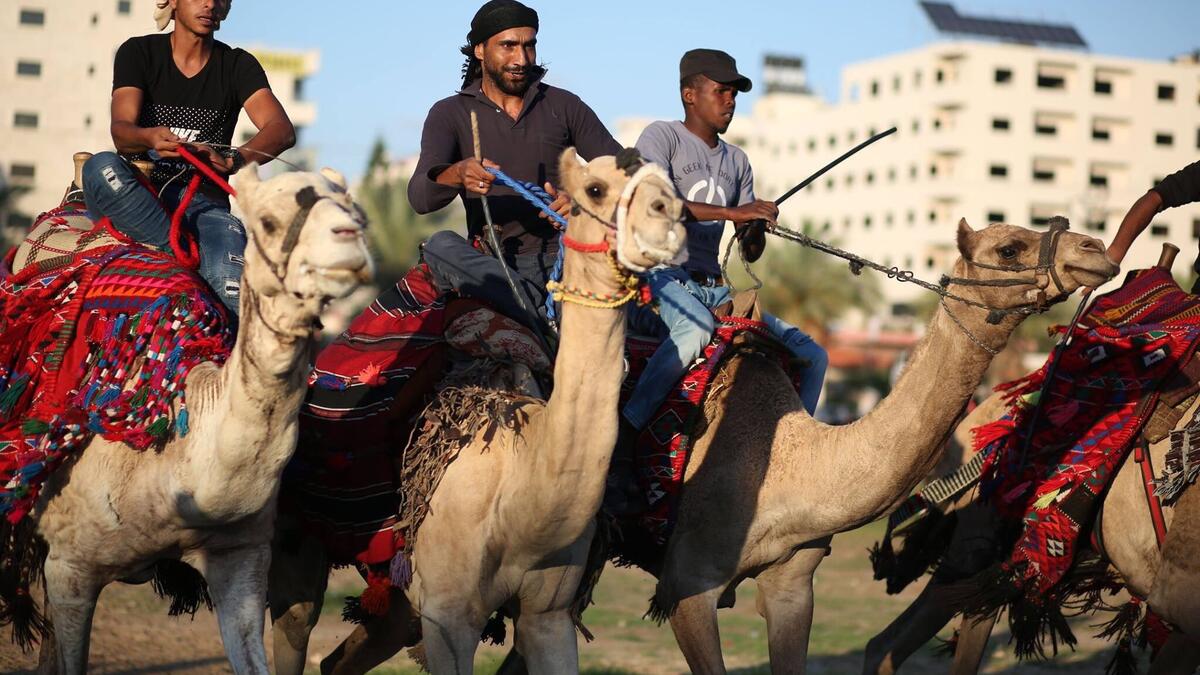 Bedouin youths ride their camels during a race in Gaza (Twitter)
