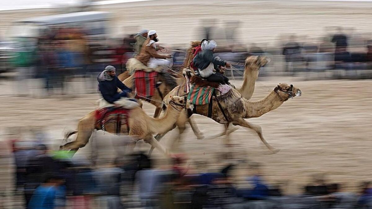 Camel race in Gaza  (Twitter)
