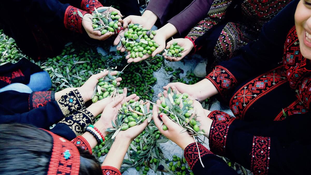 Although the situation in occupied Palestine has changed over the past decades, the olive season still maintains its own elegance and beauty with all members of the family taking part in the harvest (Twitter)