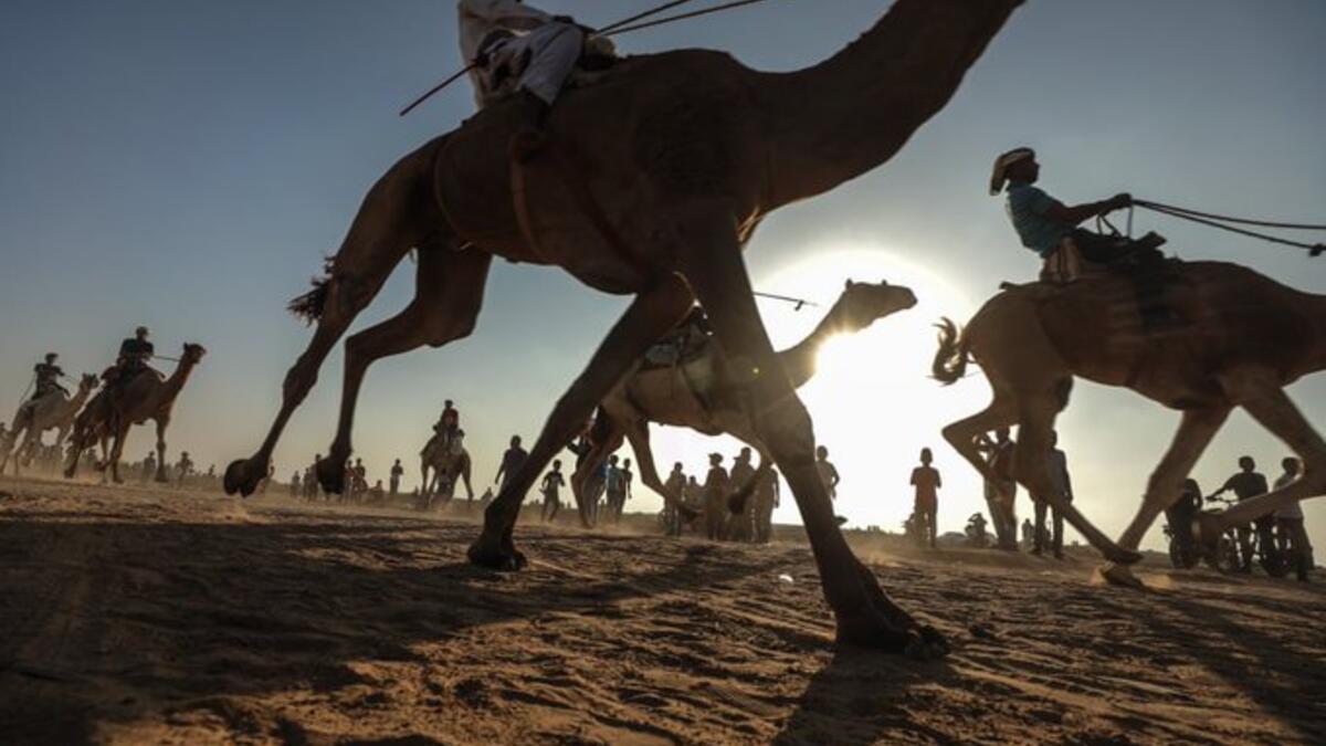 A Palestinian jockey competes during a local camel race held at the destroyed Gaza airport (Twitter)