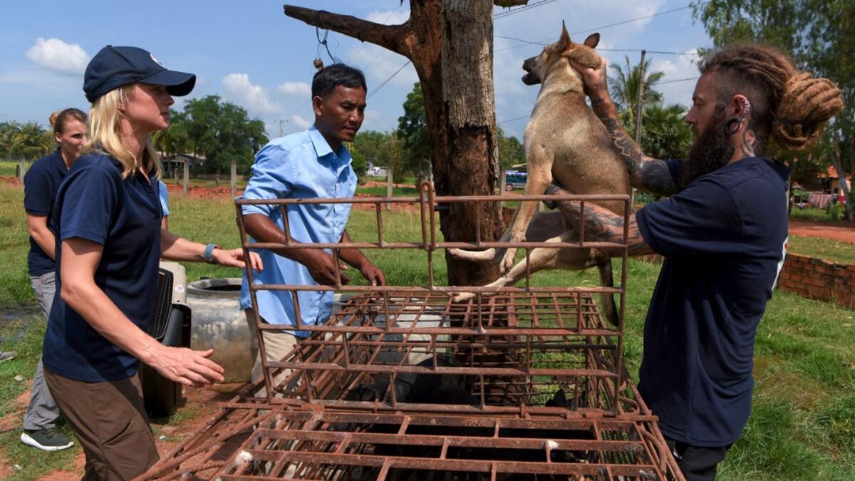 This photo taken on October 27, 2019 shows former restaurant owner Khieu Chan (C) watching as members of the non-governmental organisation (NGO) Four Paws team take part in an operation to rescue dogs from the slaughterhouse in Takeo province. Cambodian dog meat traders drown, strangle and stab thousands of canines a day in a shadowy but sprawling business that traumatises workers and exposes them to deadly health risks like rabies. TANG CHHIN Sothy / AFP