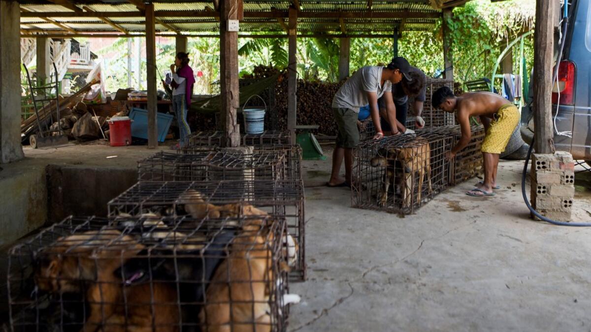 This photo taken on October 26, 2019 shows workers transporting dogs in cages at a slaughterhouse in Kandal province. Cambodian dog meat traders drown, strangle and stab thousands of canines a day in a shadowy but sprawling business that traumatises workers and exposes them to deadly health risks like rabies. TANG CHHIN Sothy / AFP